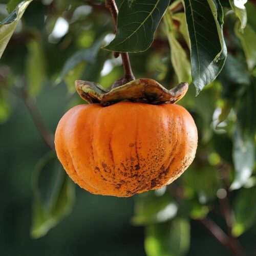 https://bdshot.vn/wp-content/uploads/2025/02/a-photo-of-a-diospyros-kaki-also-known-a_maIx_vbnT_CSwvK2qmn-3g_UeKWGKy0RXioEbtYCfsr0w-1.jpeg