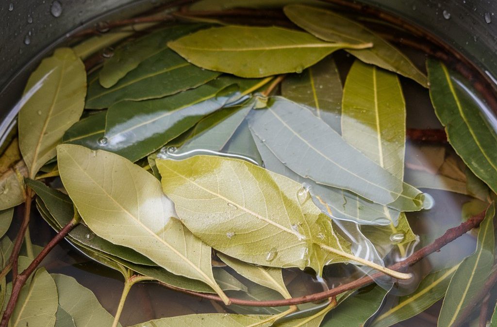 Tổ tiên chúng ta sử dụng lá nguyệt quế như thế nào trong cuộc sống hàng ngày: hãy nhớ 7 mẹo hữu ích này